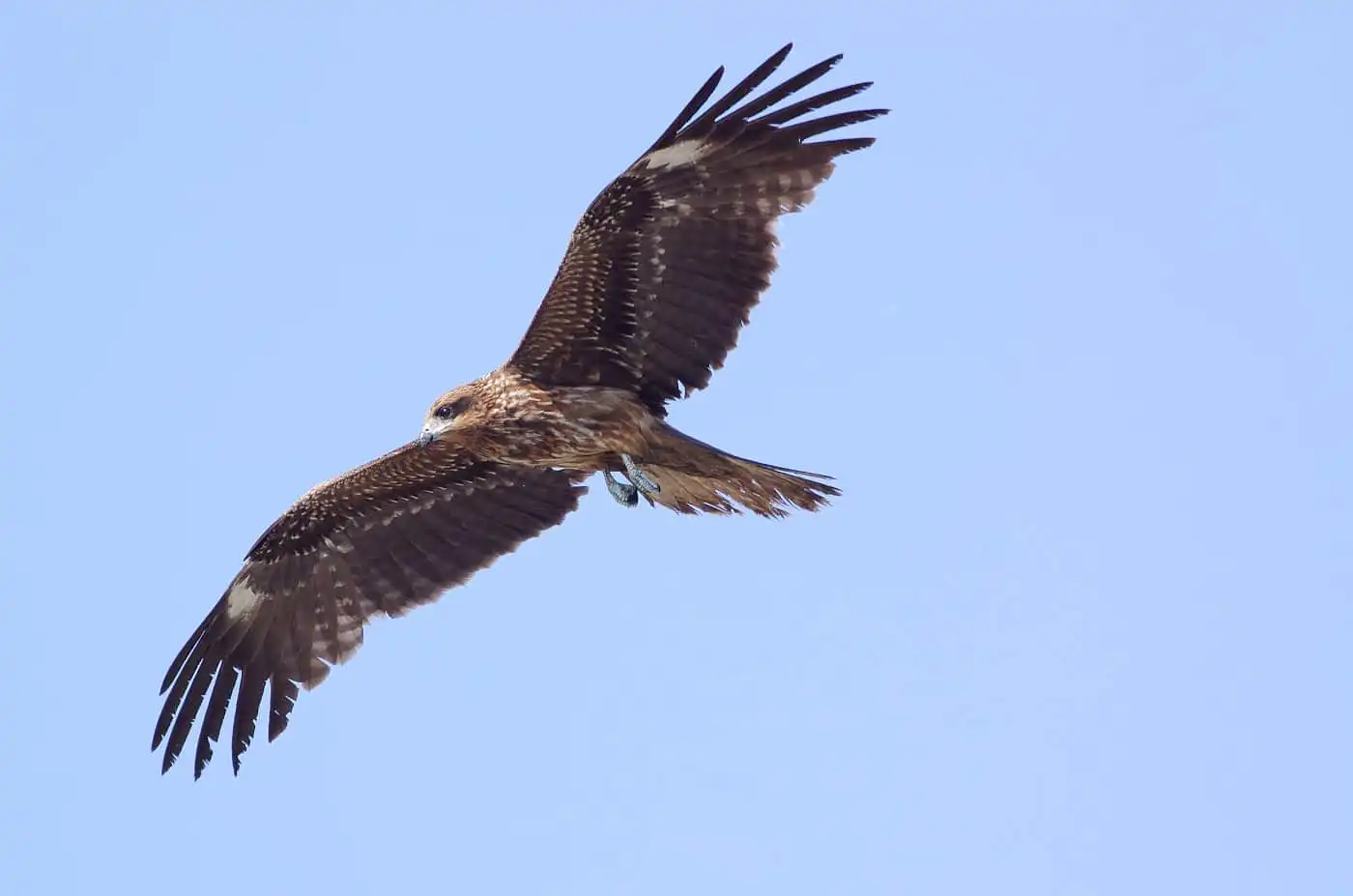 野鳥写真・トビの写真