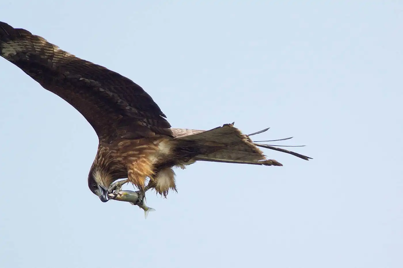 野鳥写真・トビの写真