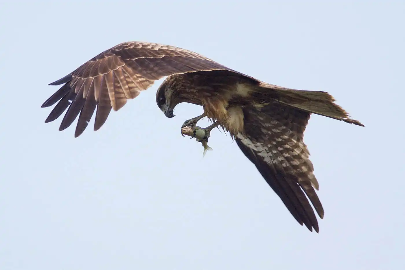 野鳥写真・トビの写真