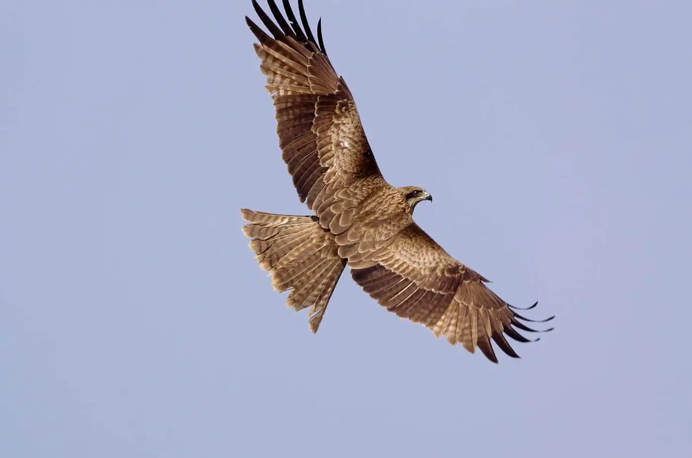 野鳥写真・トビの写真