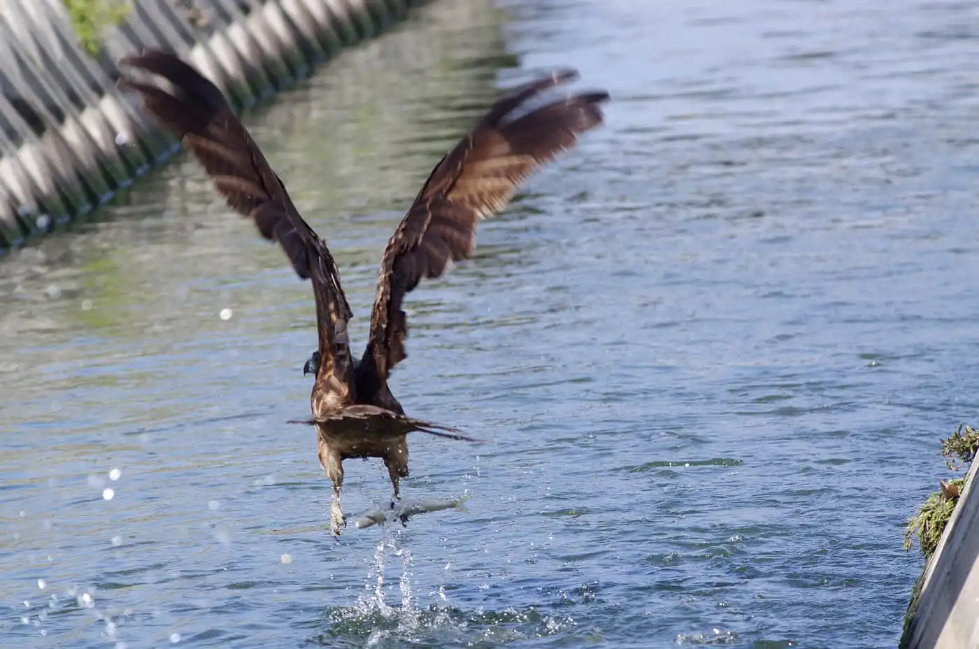 野鳥写真・トビの写真