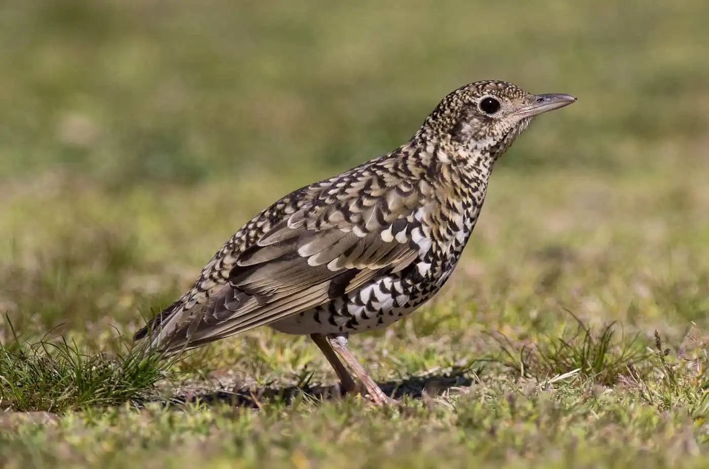 野鳥写真・トラツグミの写真