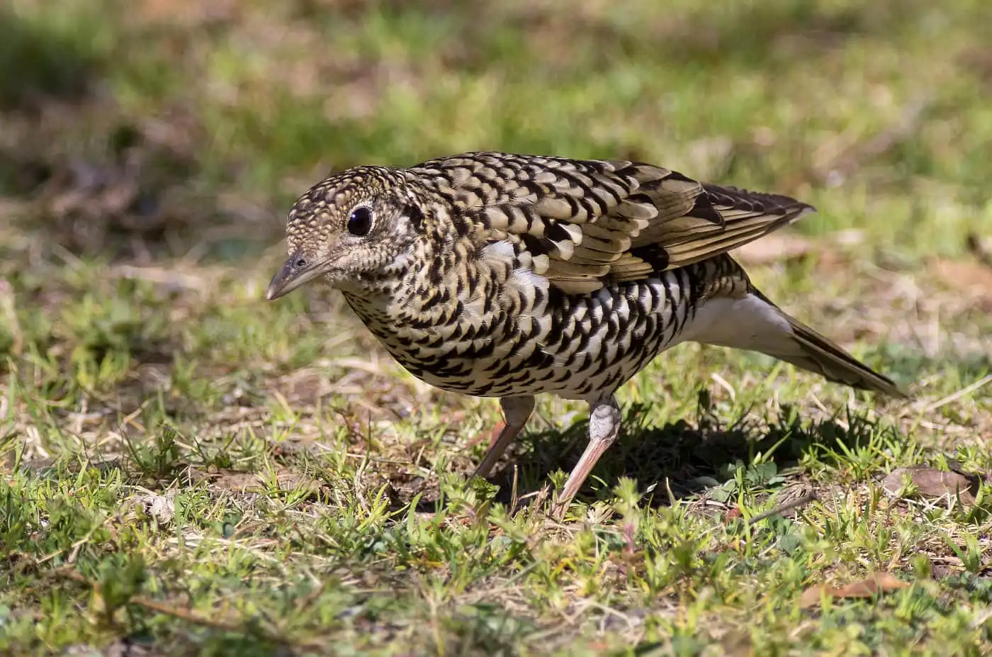 野鳥写真・トラツグミの写真
