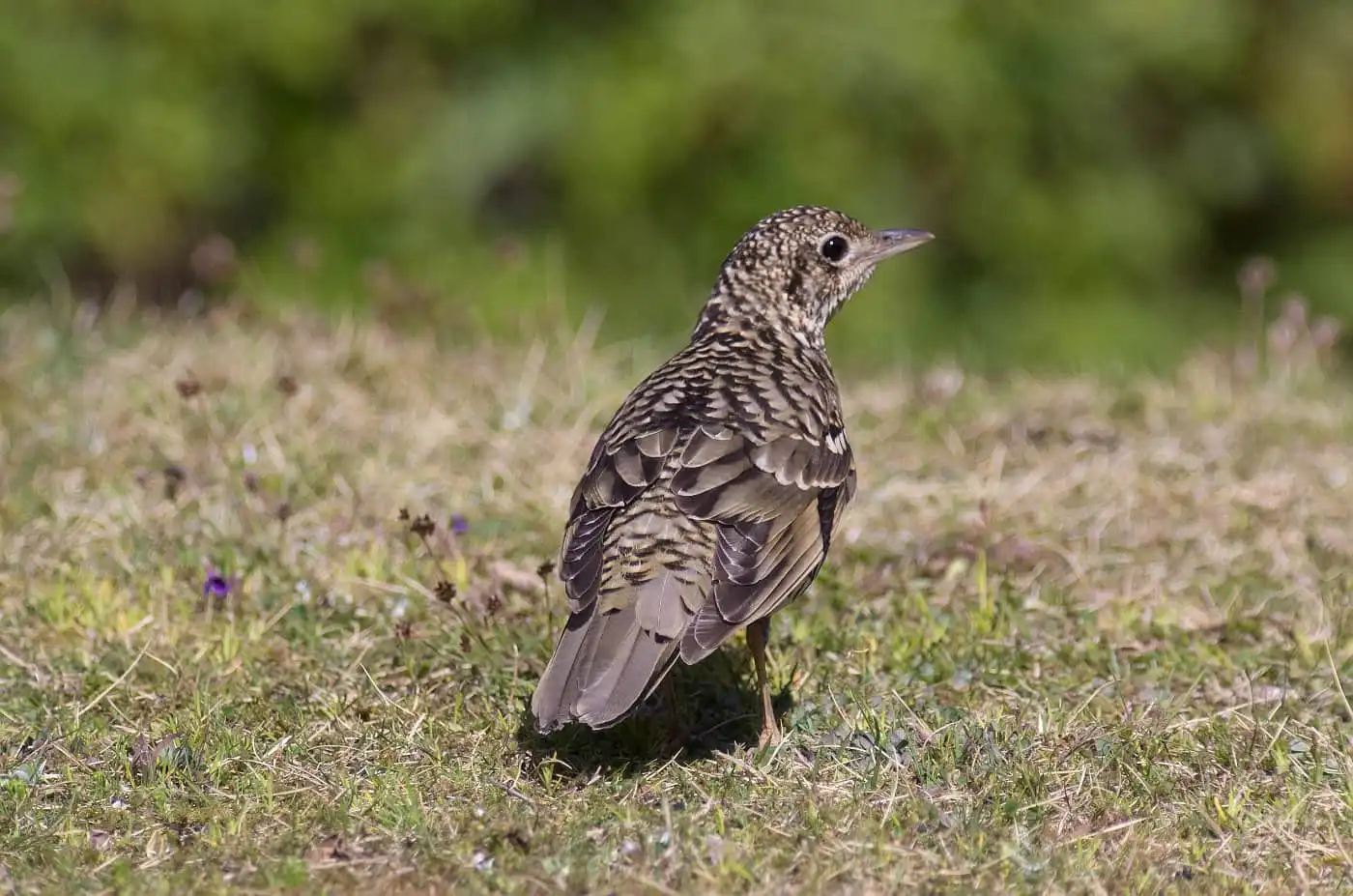 野鳥写真・トラツグミの写真