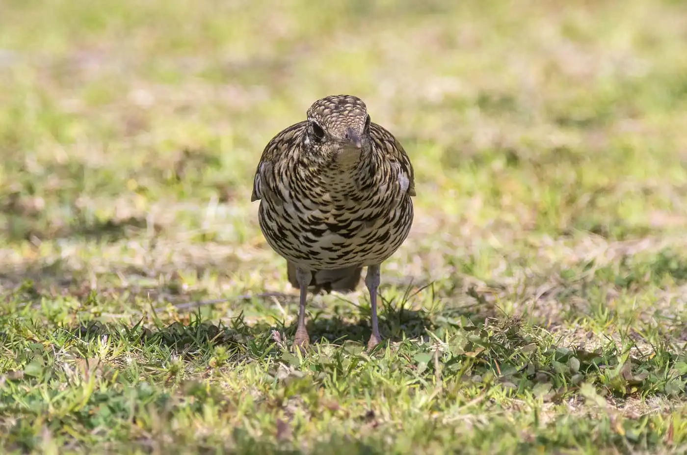 野鳥写真・トラツグミの写真