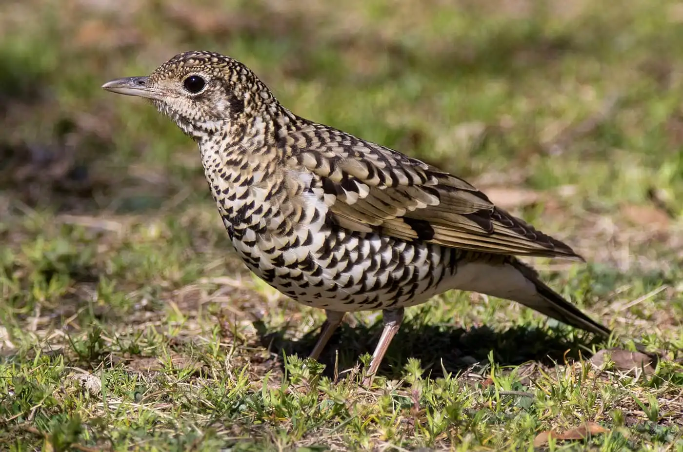 野鳥写真・トラツグミの写真