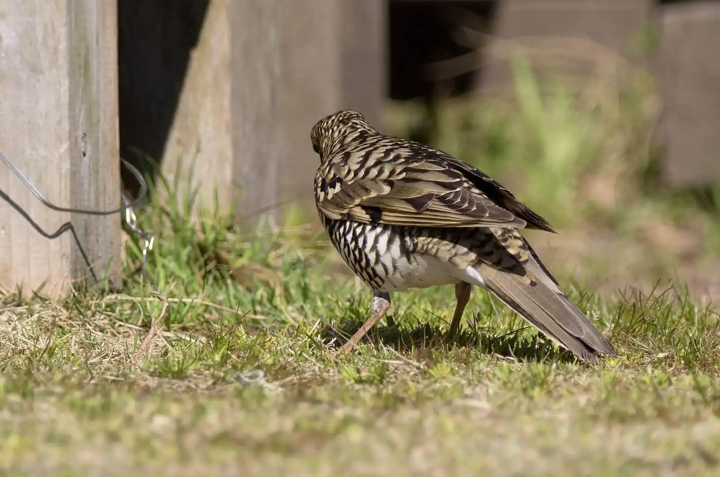 野鳥写真・トラツグミの写真