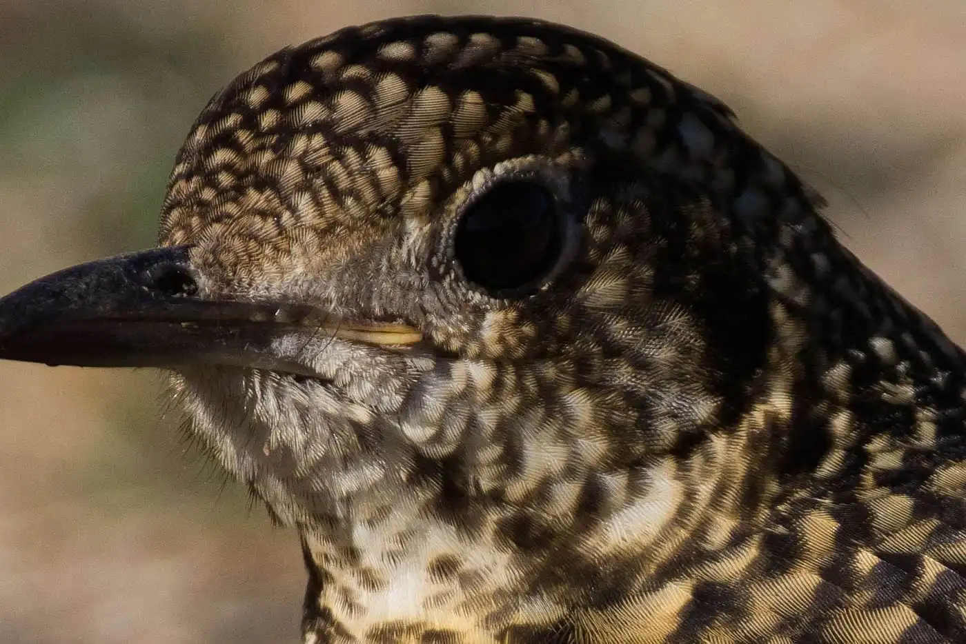 野鳥写真・トラツグミの写真