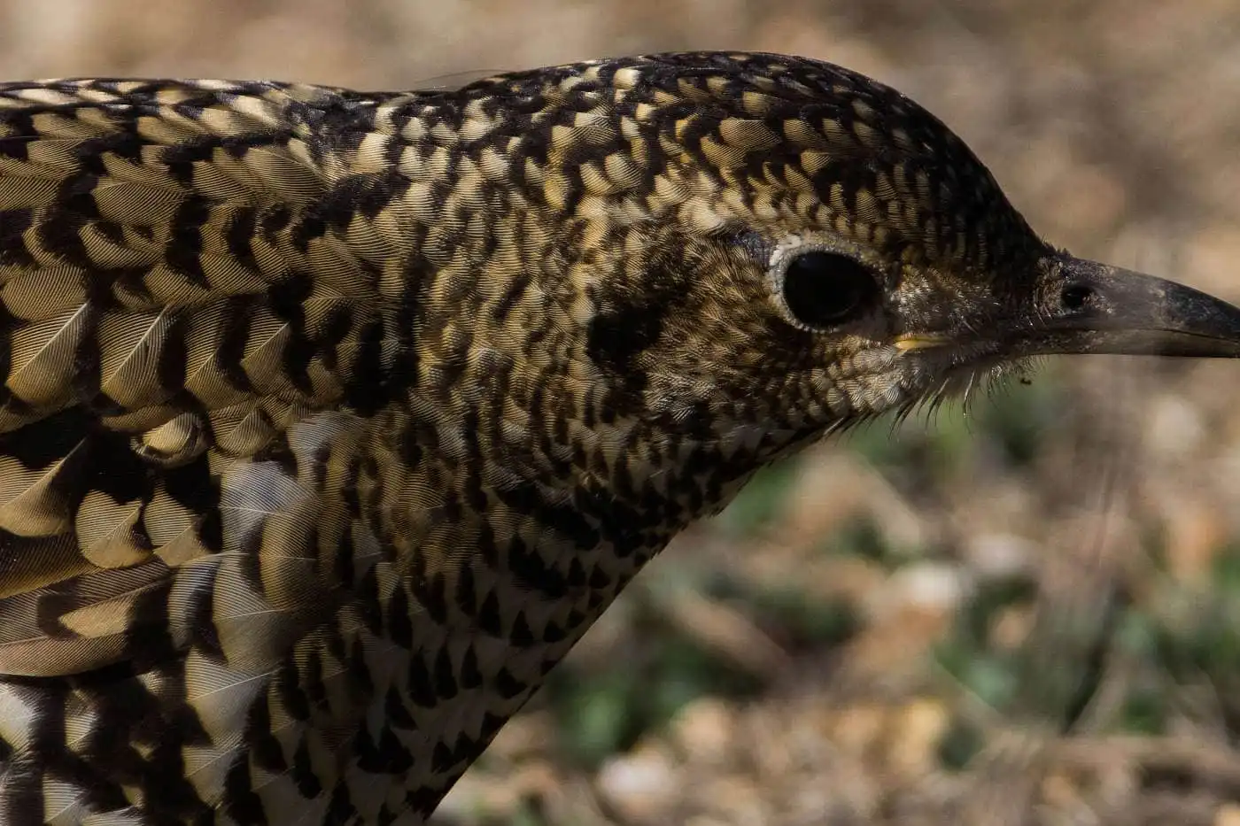 野鳥写真・トラツグミの写真