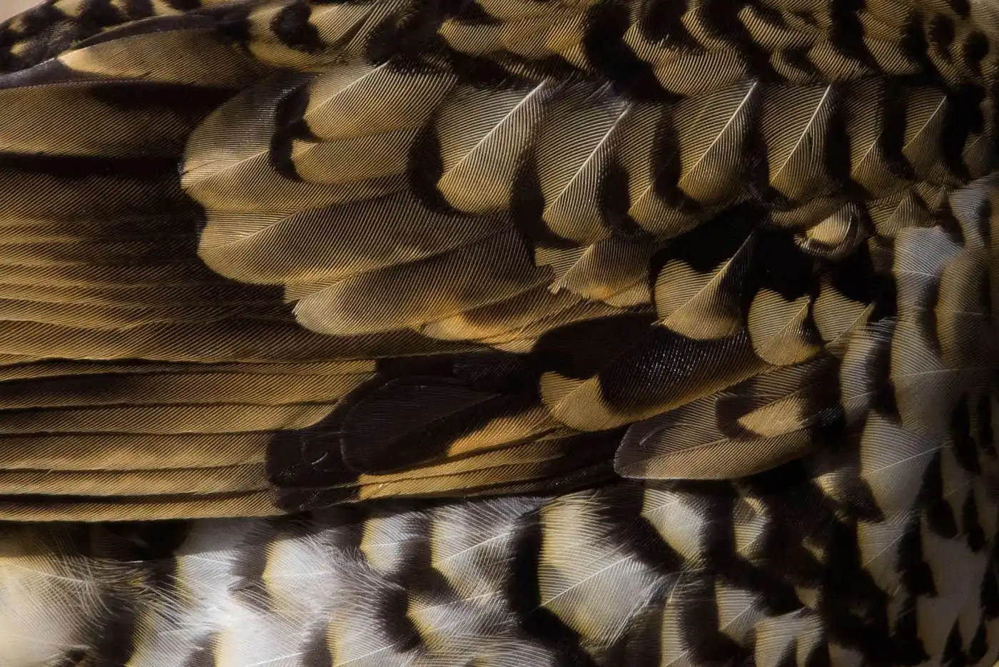 野鳥写真・トラツグミの写真