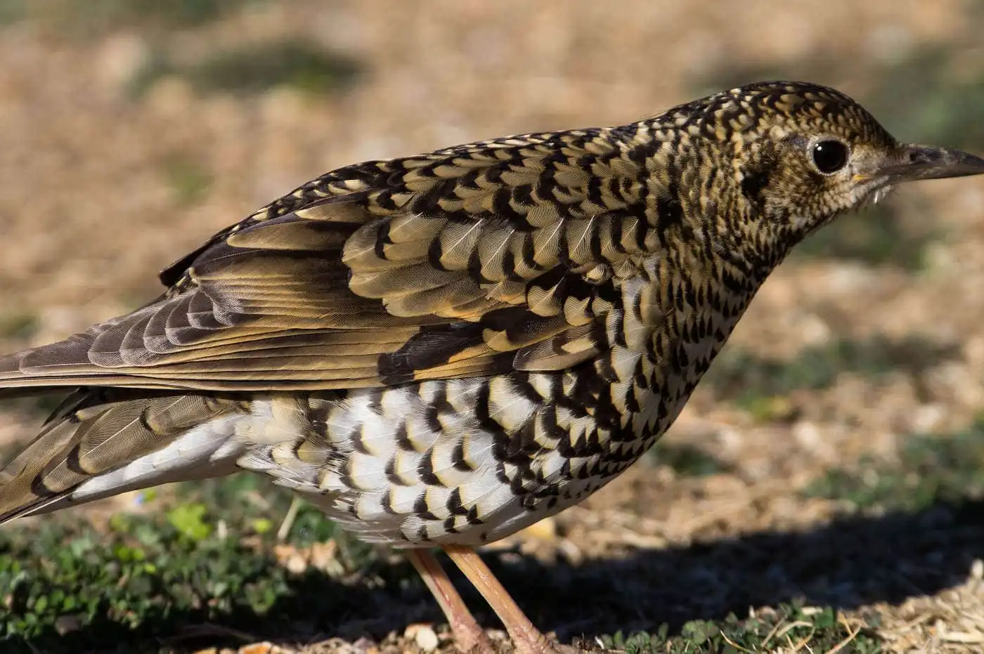 野鳥写真・トラツグミの写真