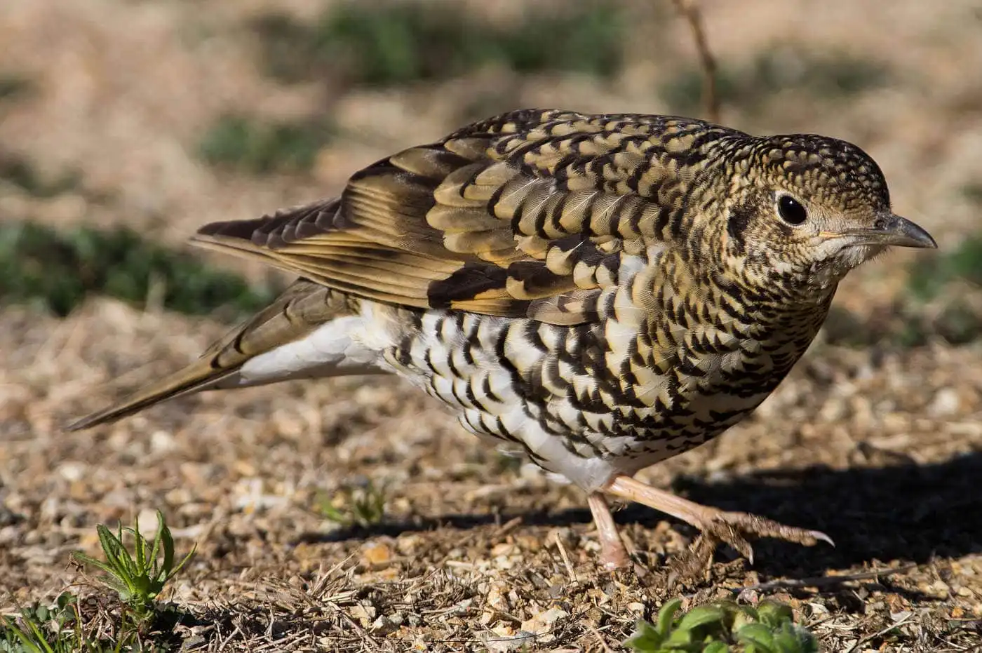 野鳥写真・トラツグミの写真