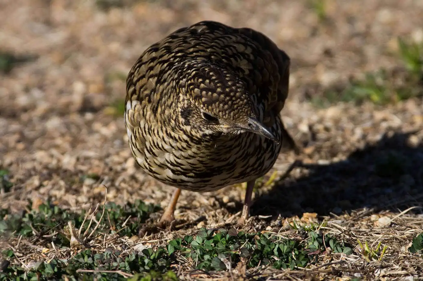 野鳥写真・トラツグミの写真