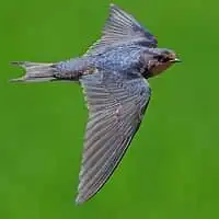 野鳥写真・ツバメ