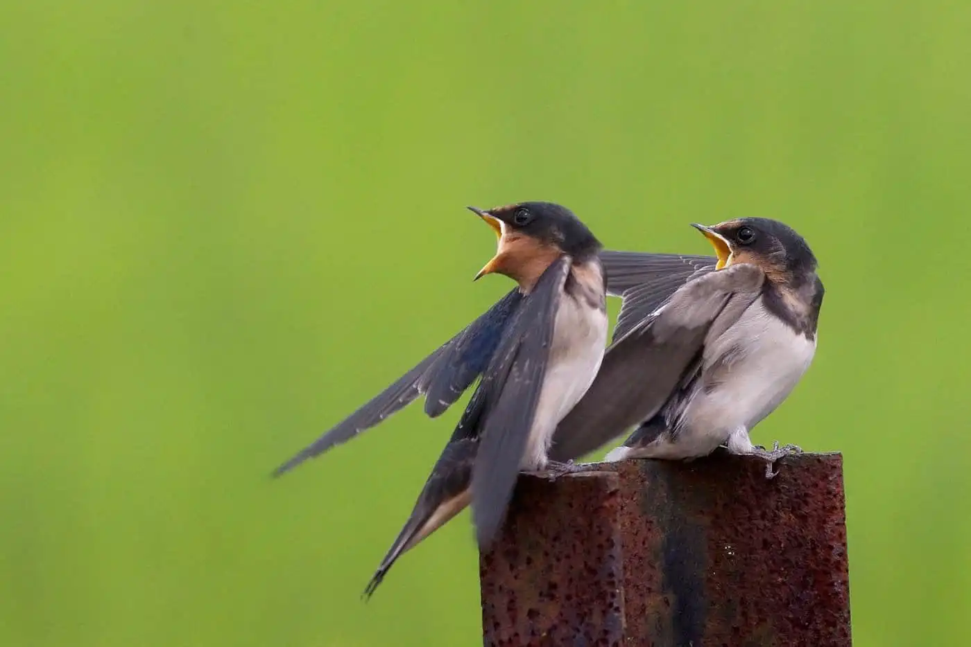 野鳥写真・ツバメの写真