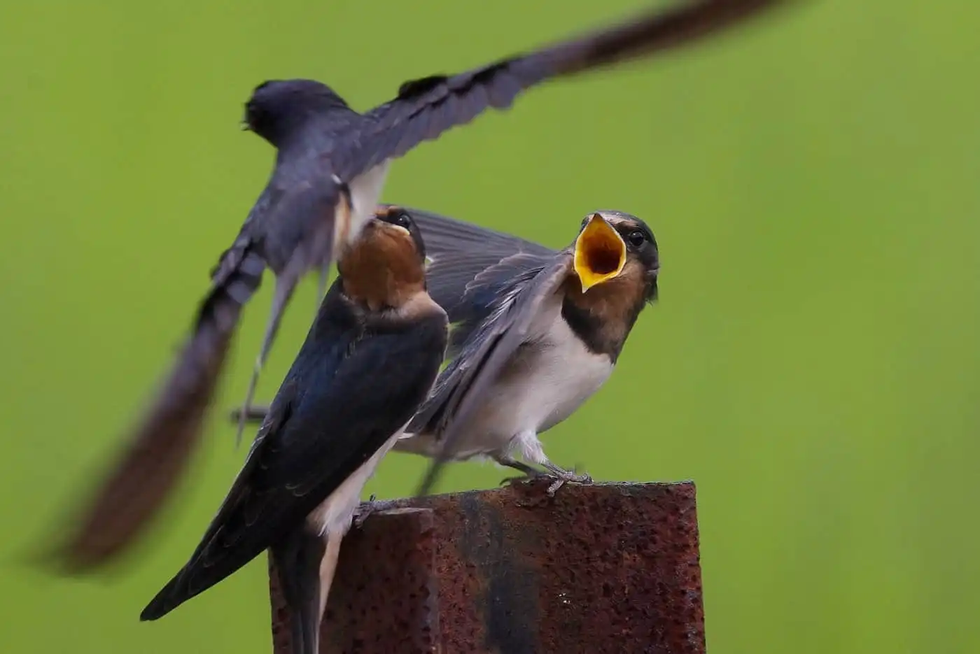 野鳥写真・ツバメの写真