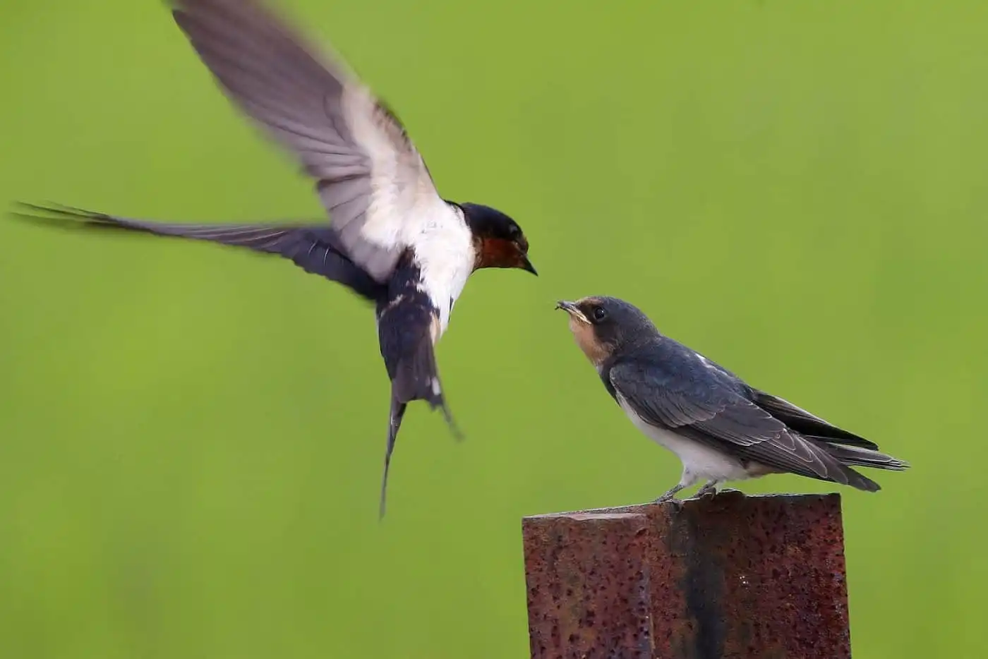 野鳥写真・ツバメの写真
