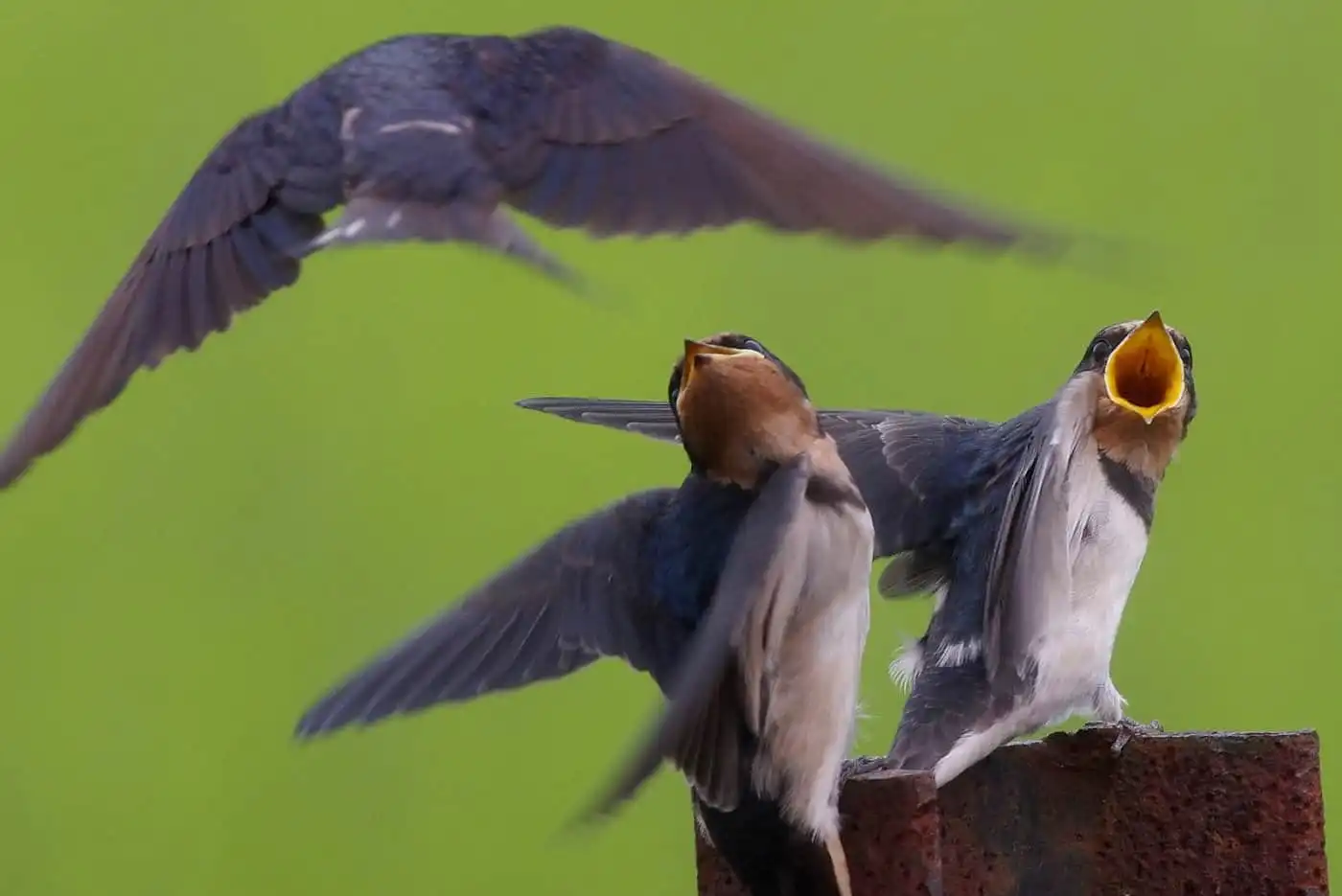 野鳥写真・ツバメの写真