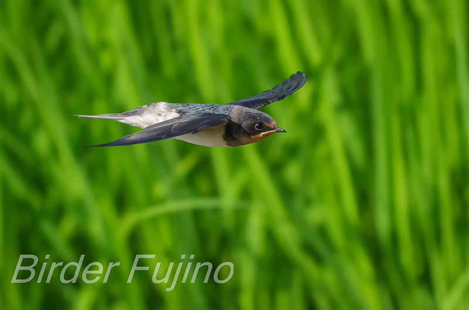 野鳥写真・ツバメの写真