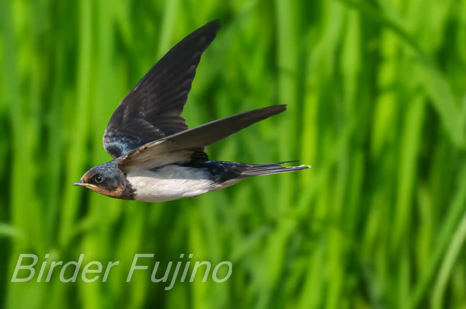 野鳥写真・ツバメの写真