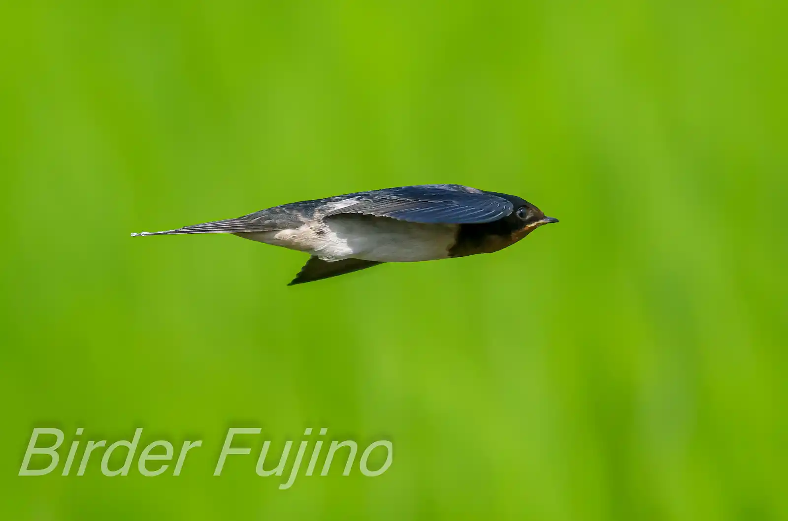 野鳥写真・ツバメの写真