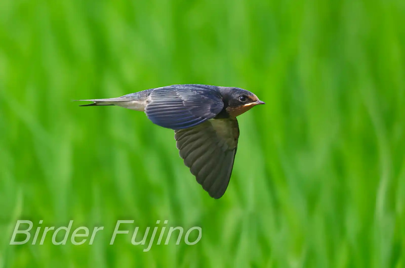 野鳥写真・ツバメの写真
