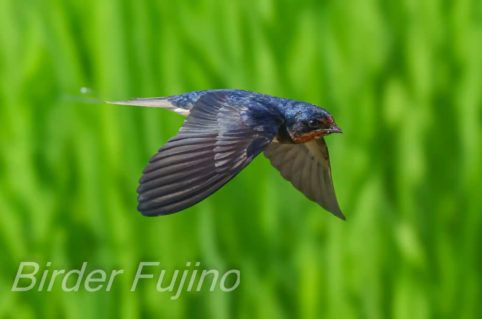 野鳥写真・ツバメの写真