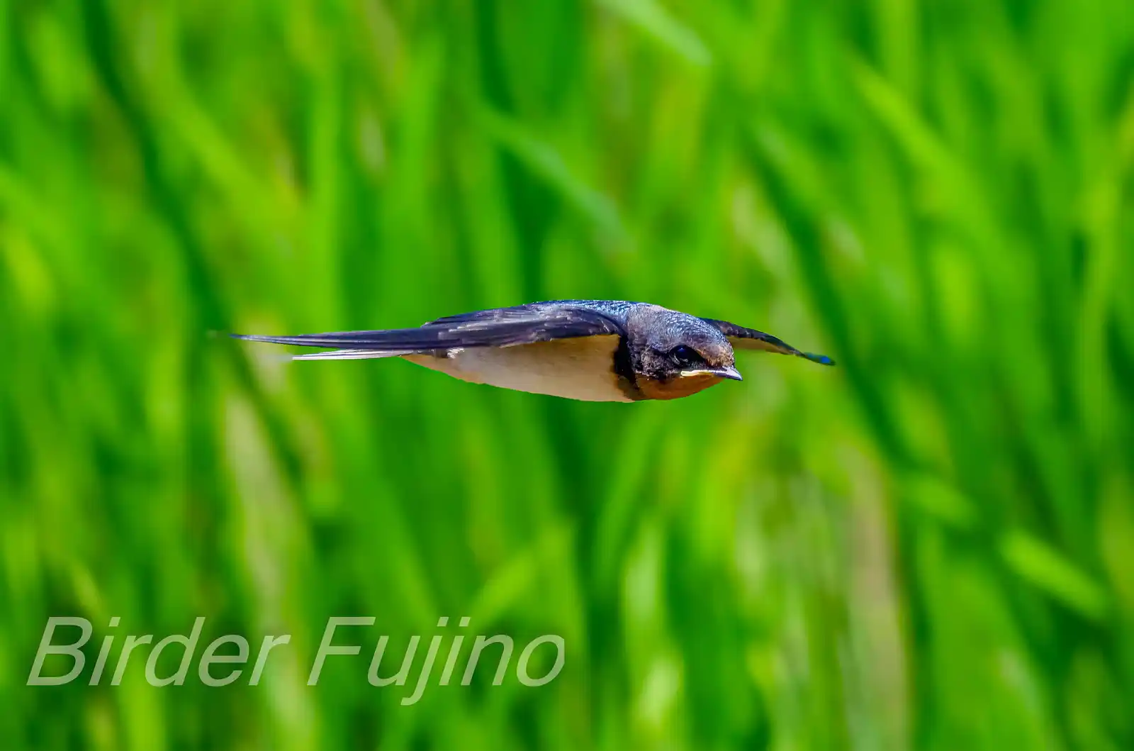 野鳥写真・ツバメの写真