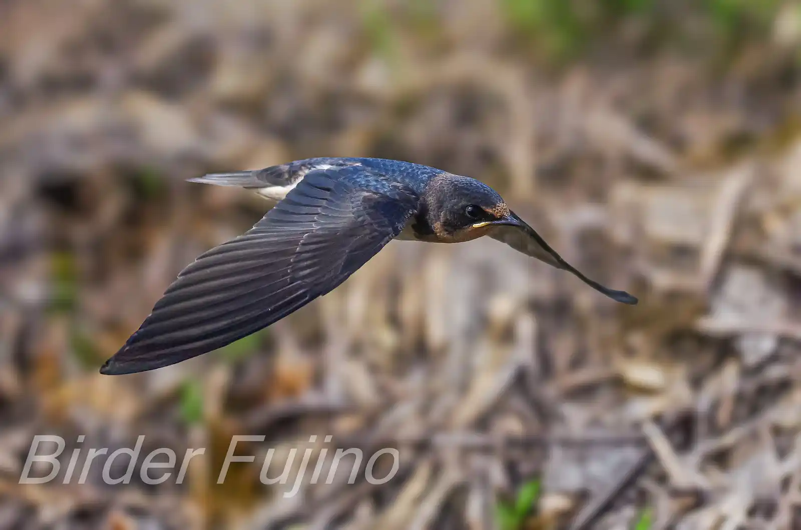 野鳥写真・ツバメの写真