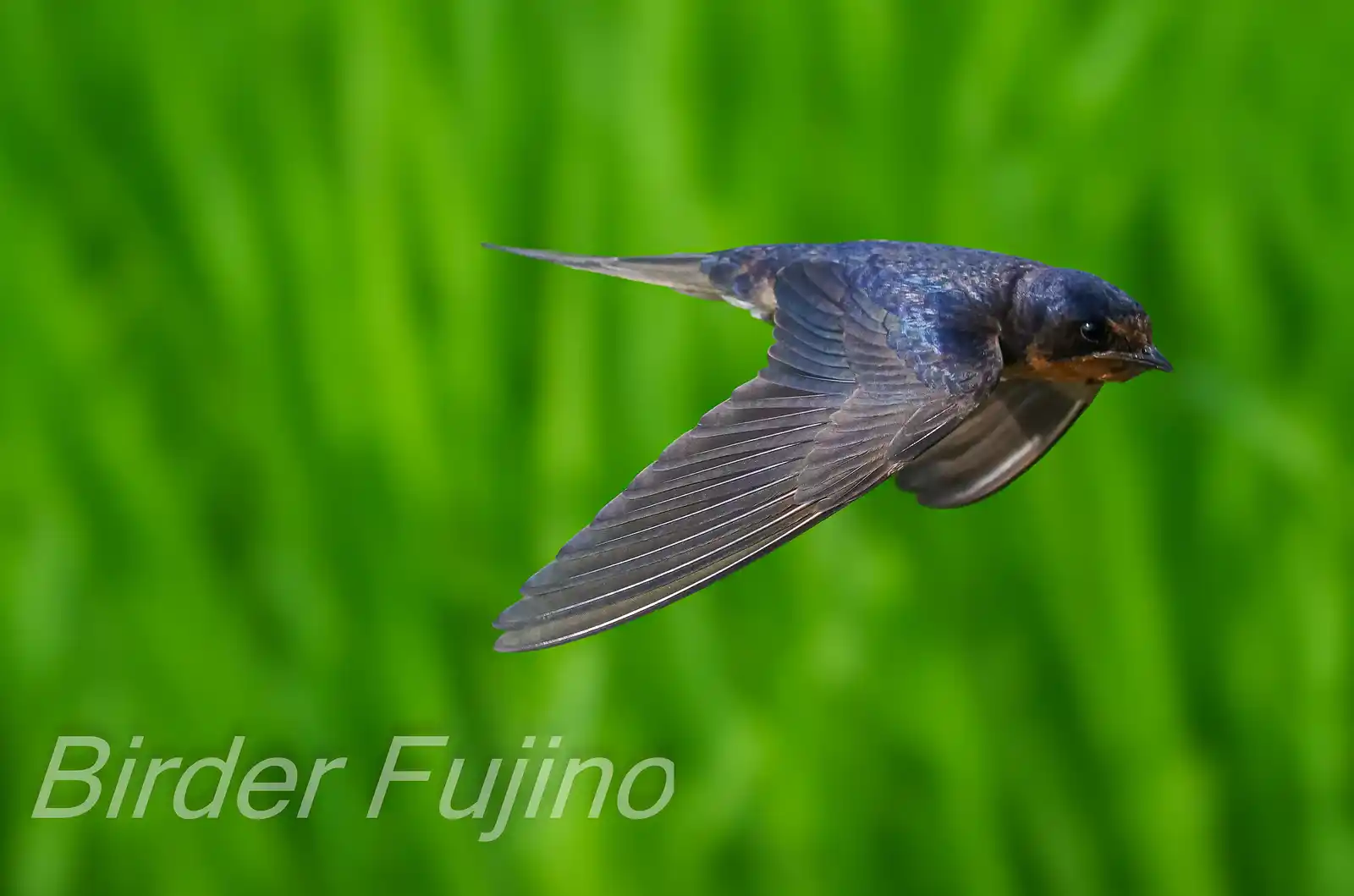野鳥写真・ツバメの写真