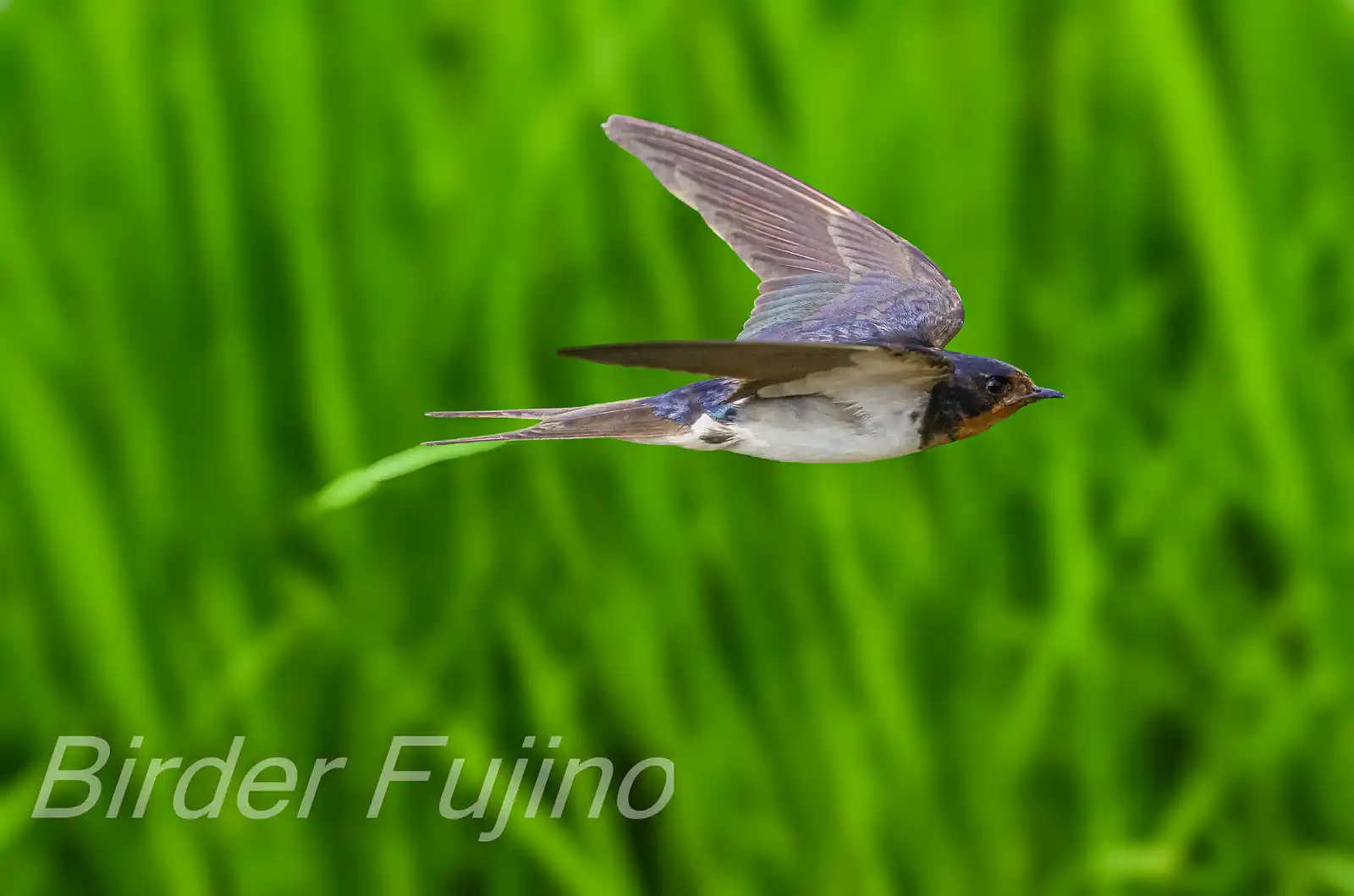 野鳥写真・ツバメの写真