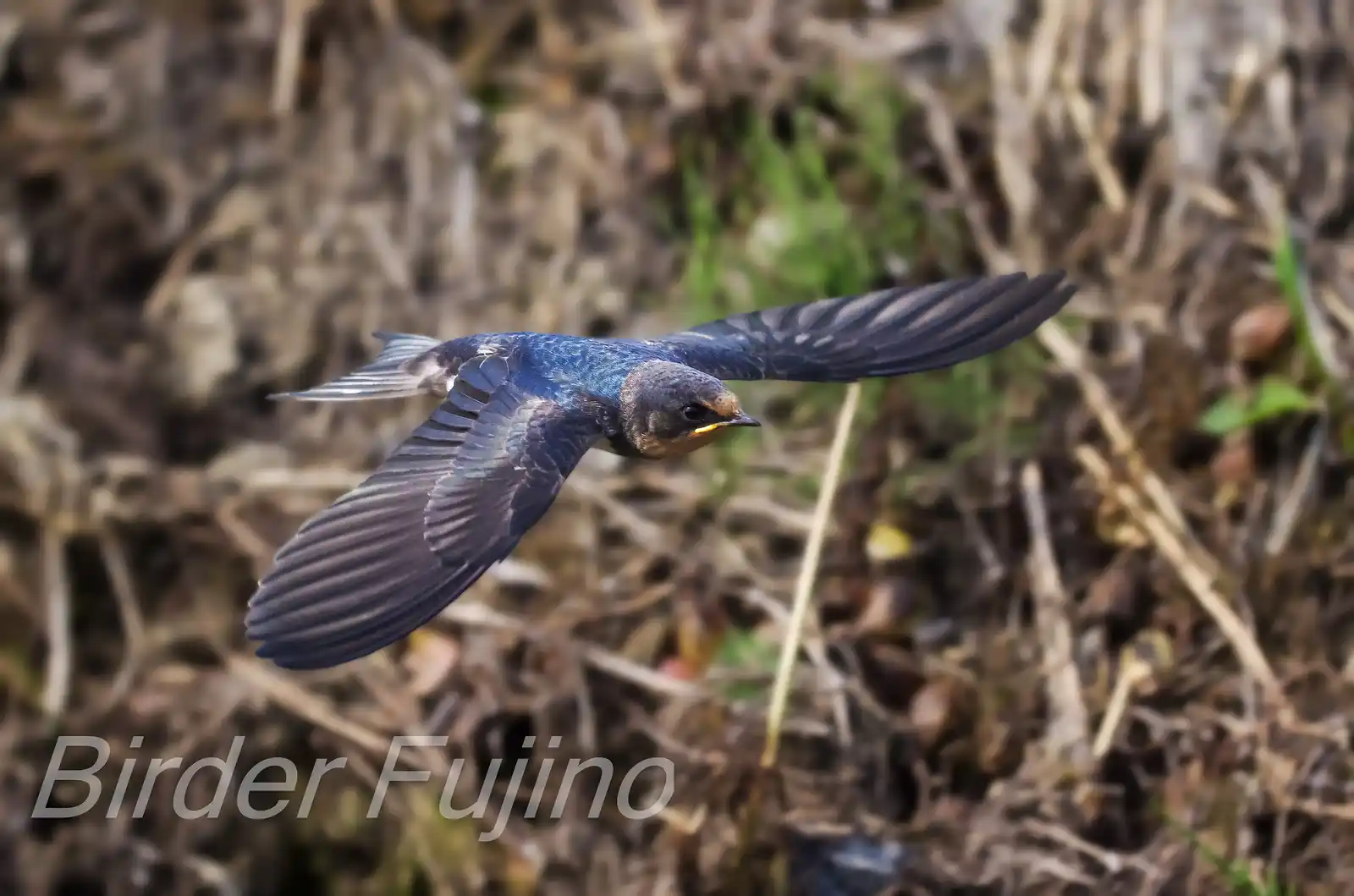 野鳥写真・ツバメの写真
