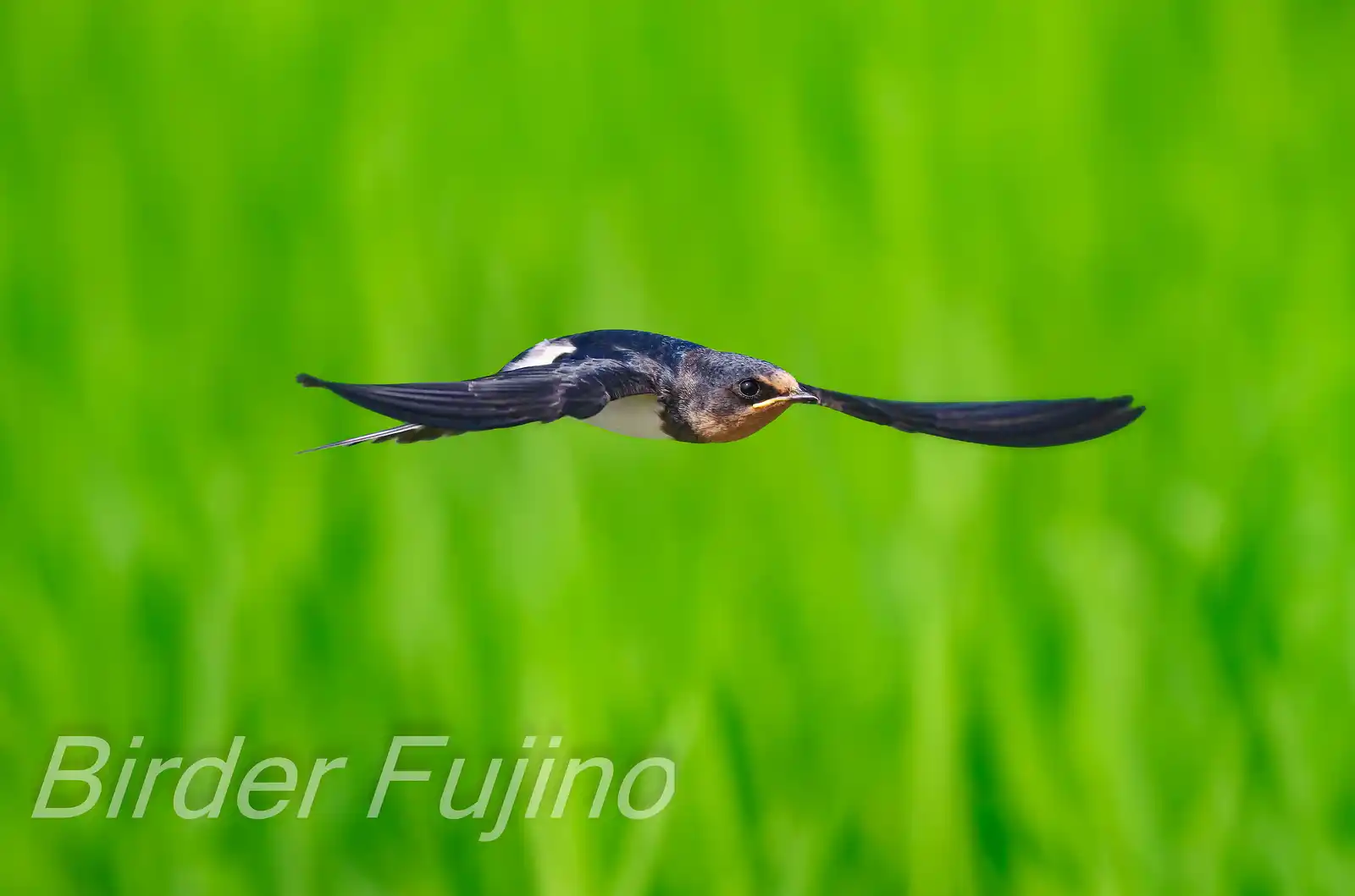 野鳥写真・ツバメの写真