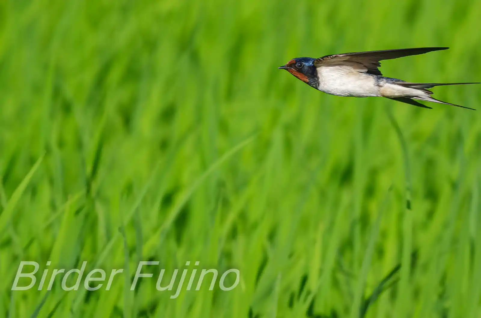 野鳥写真・ツバメの写真