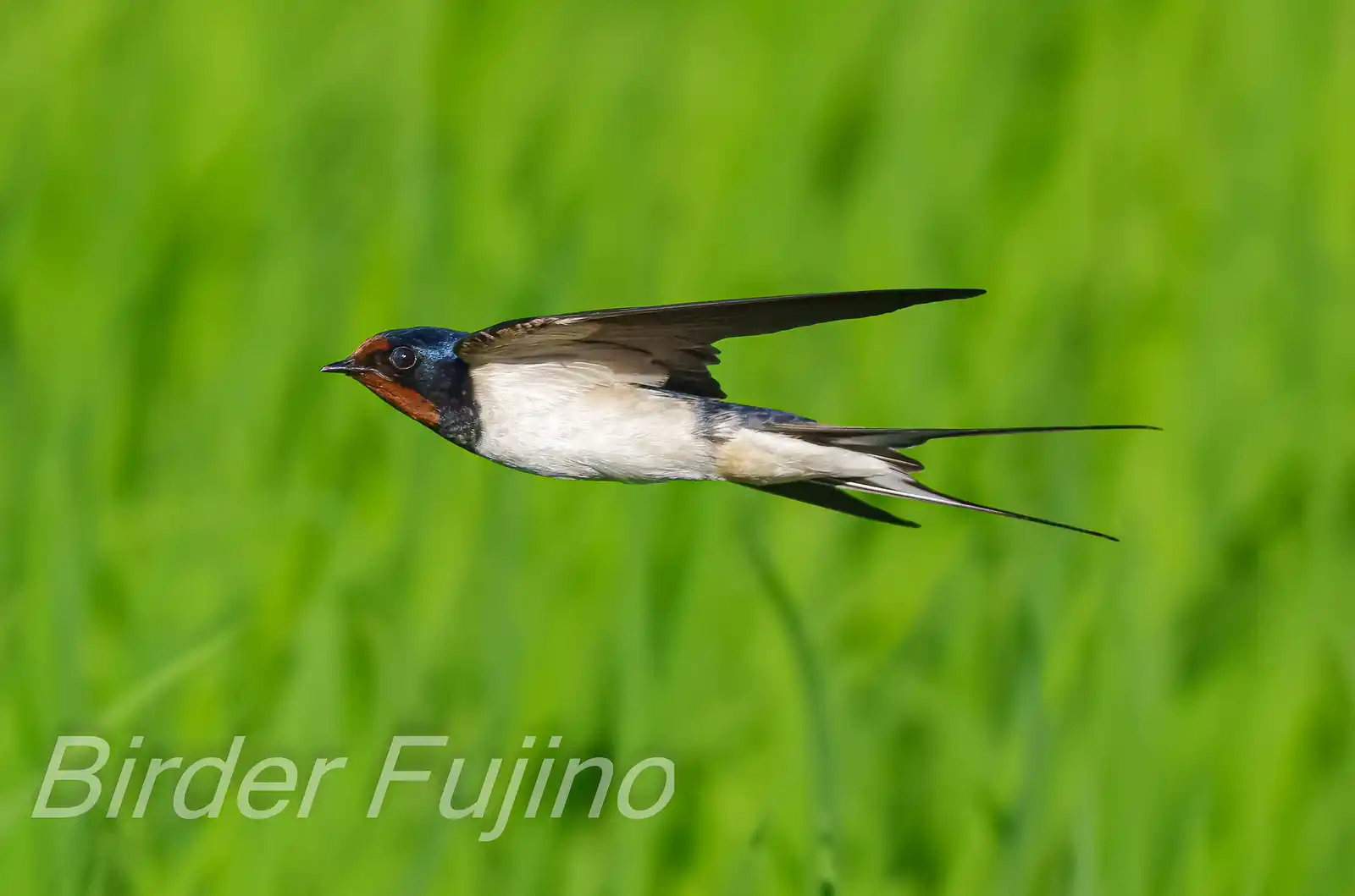 野鳥写真・ツバメの写真