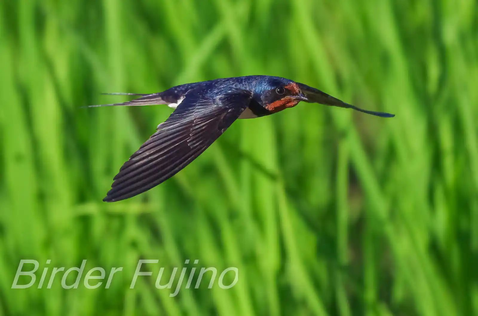 野鳥写真・ツバメの写真