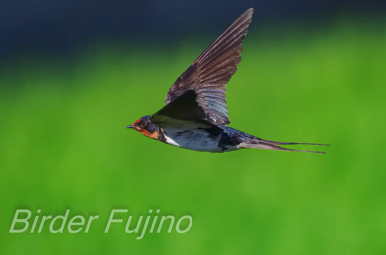野鳥写真・ツバメの写真