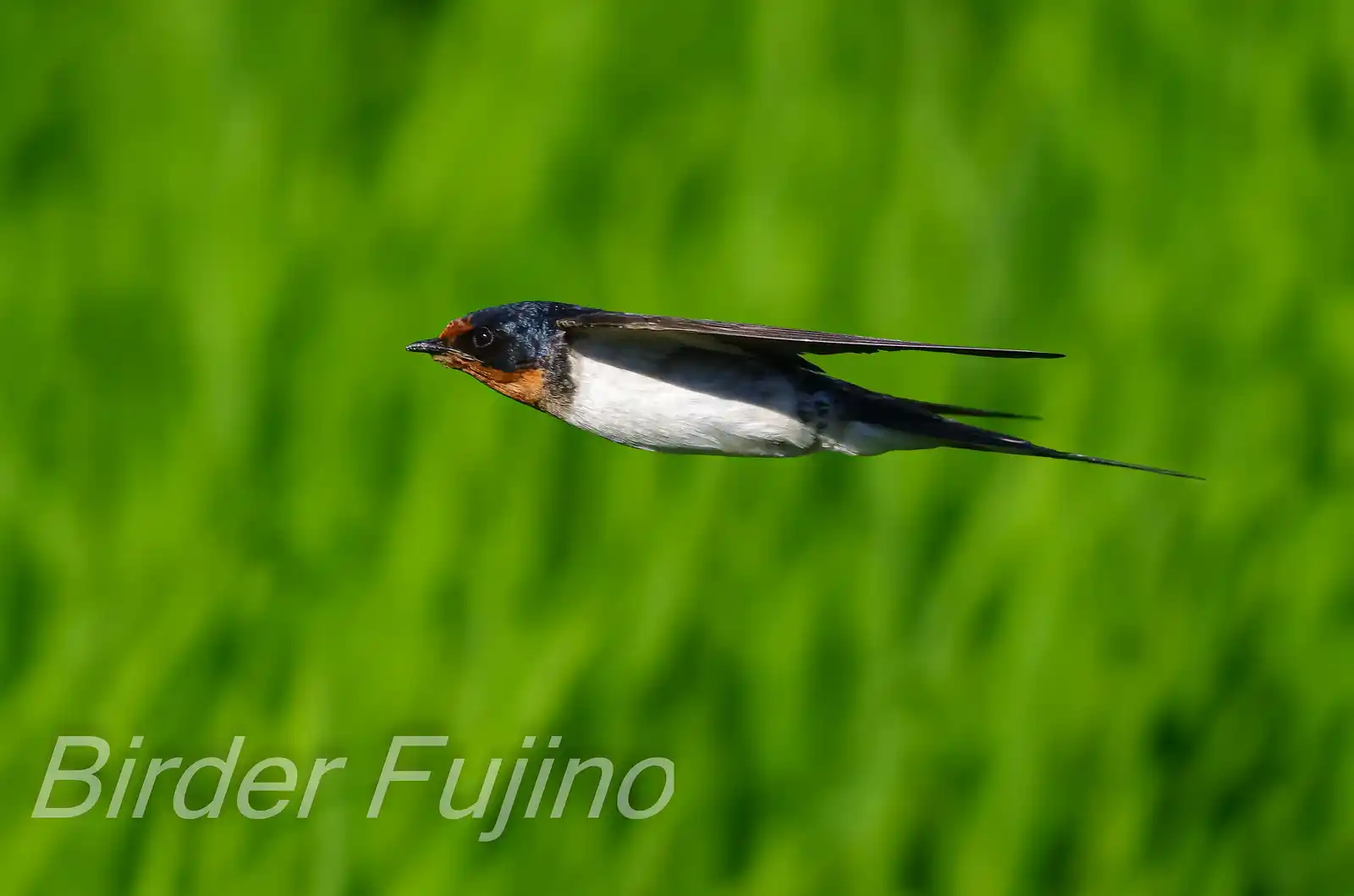 野鳥写真・ツバメの写真