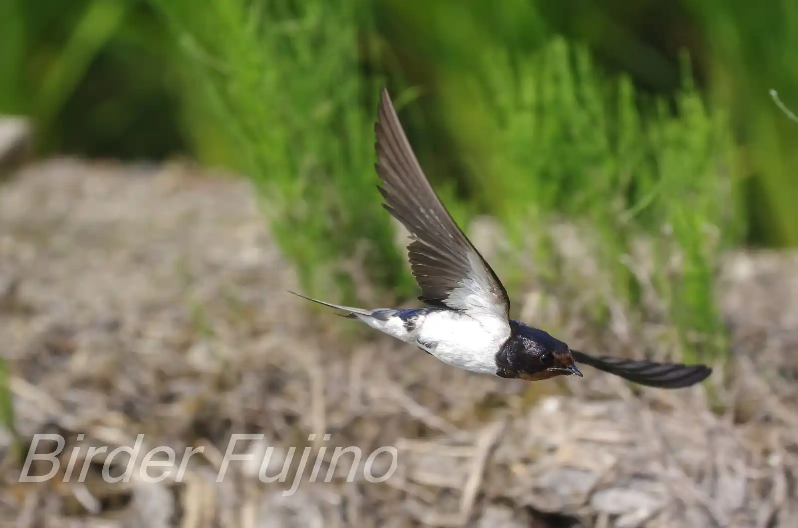 野鳥写真・ツバメの写真