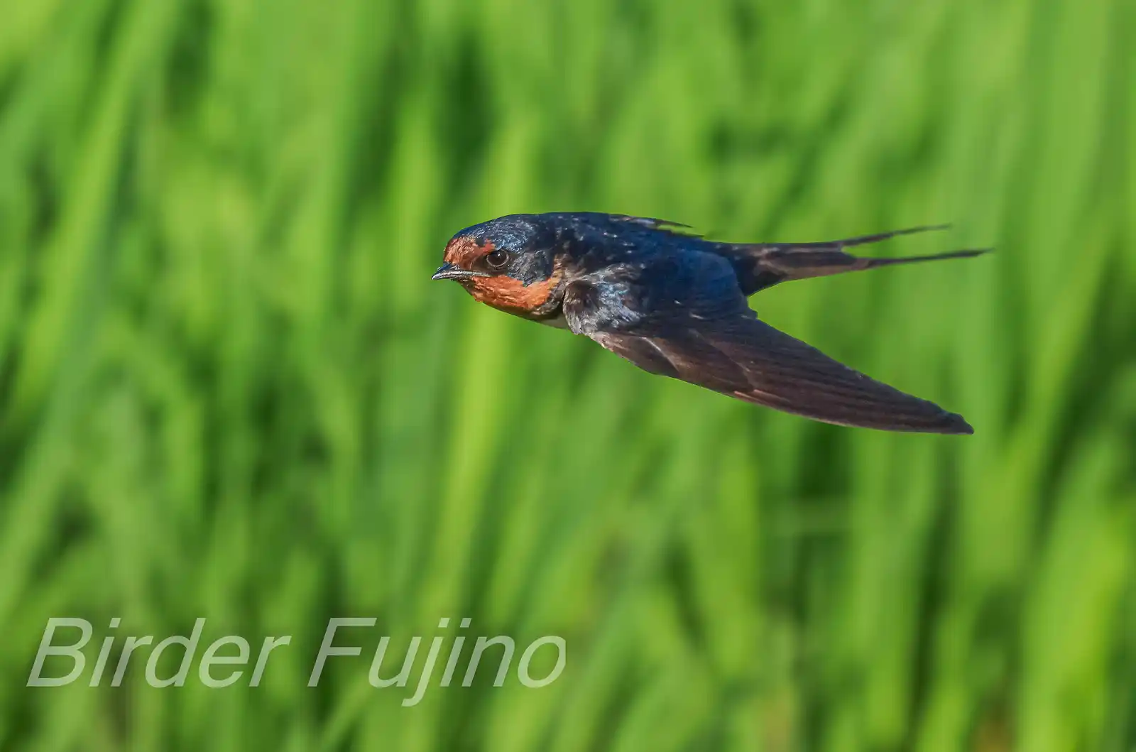 野鳥写真・ツバメの写真