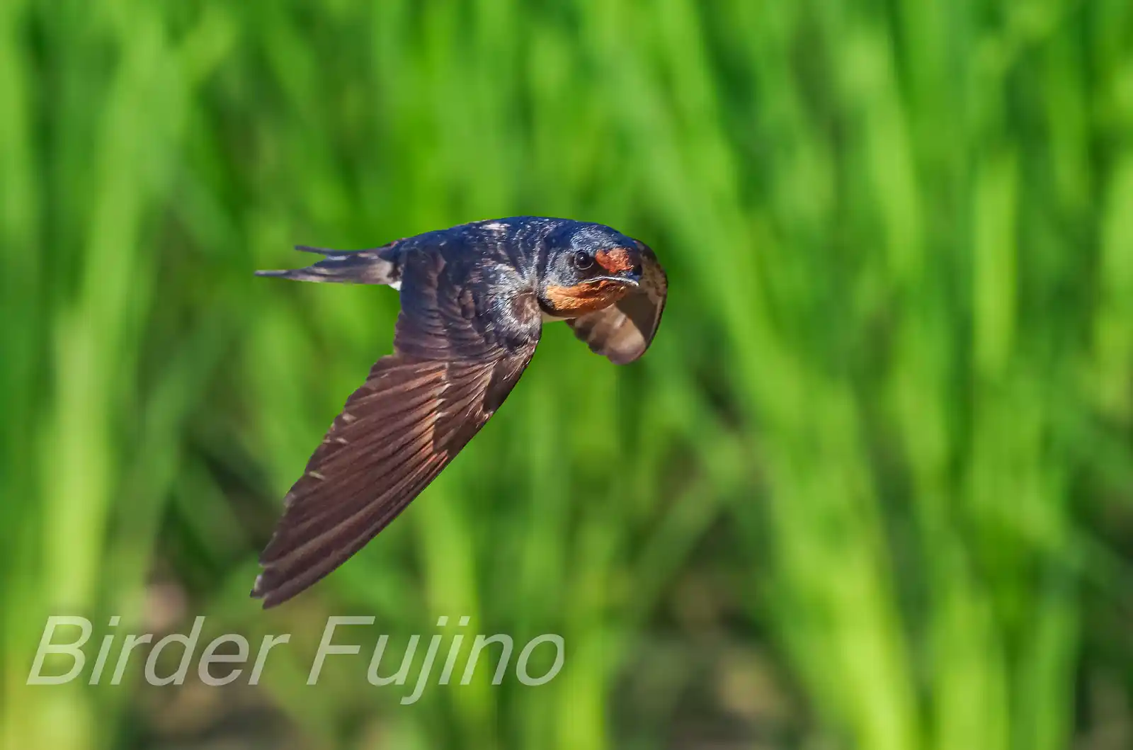 野鳥写真・ツバメの写真