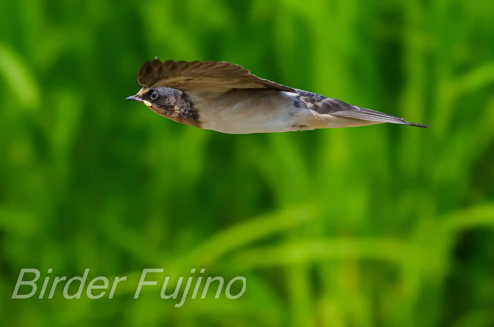 野鳥写真・ツバメの写真