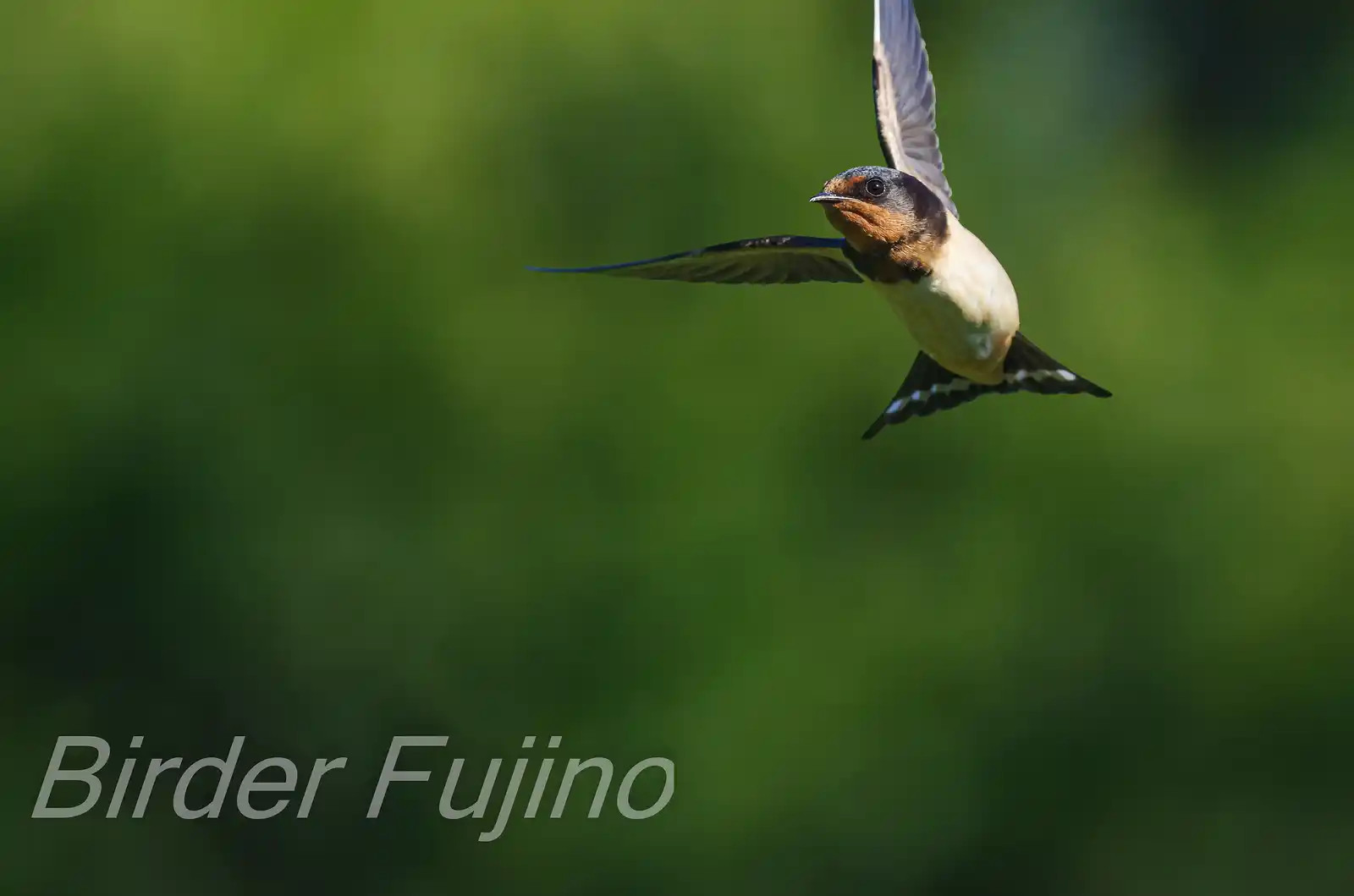野鳥写真・ツバメの写真