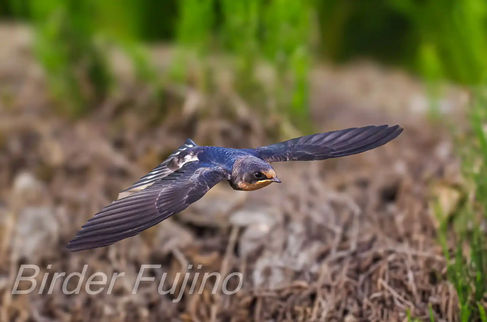 野鳥写真・ツバメの写真