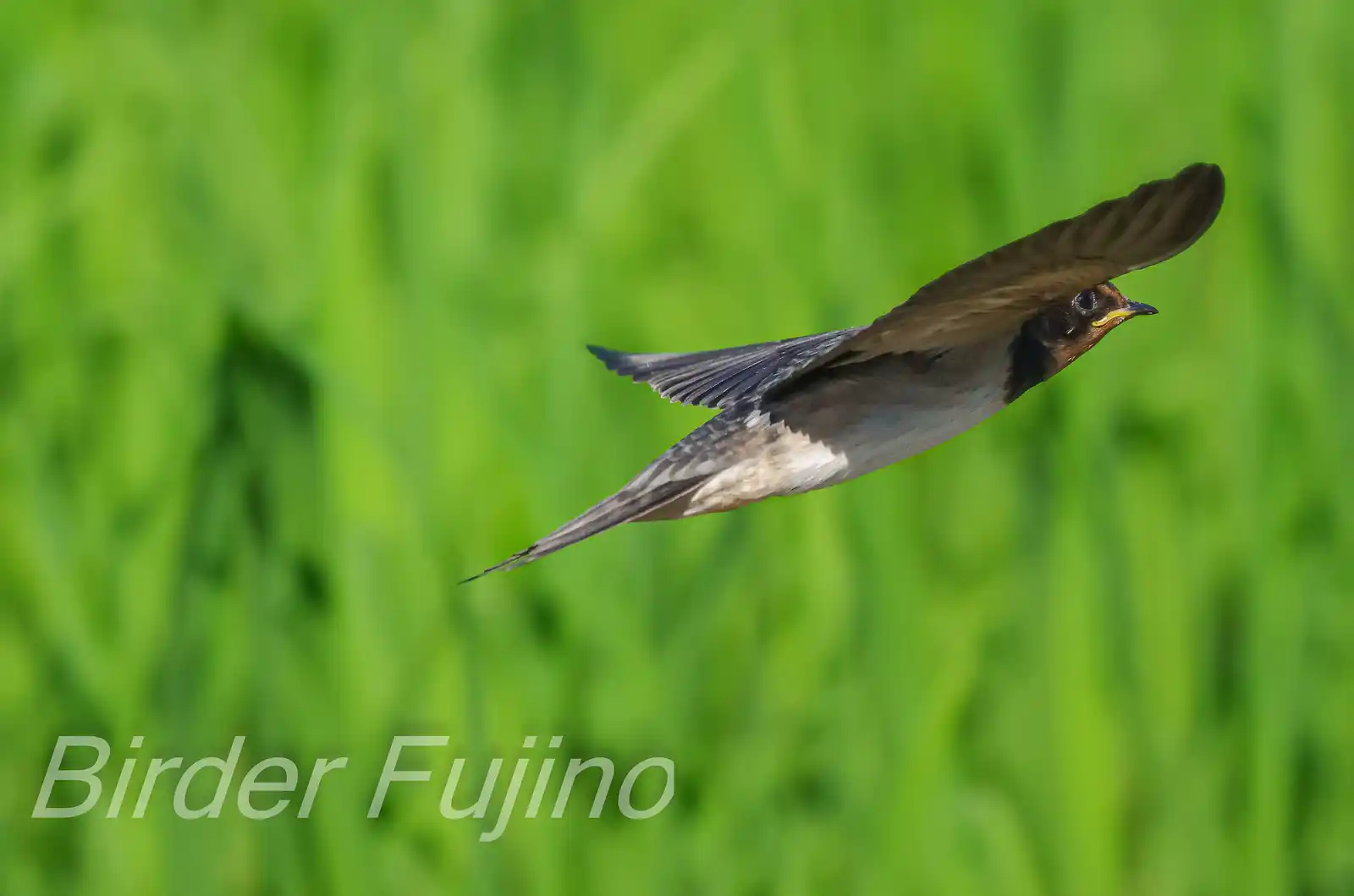 野鳥・ツバメの写真画像