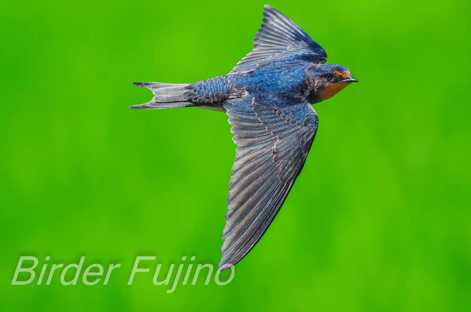 野鳥・ツバメの写真画像