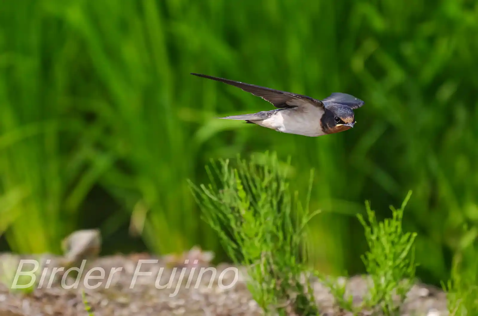野鳥・ツバメの写真画像
