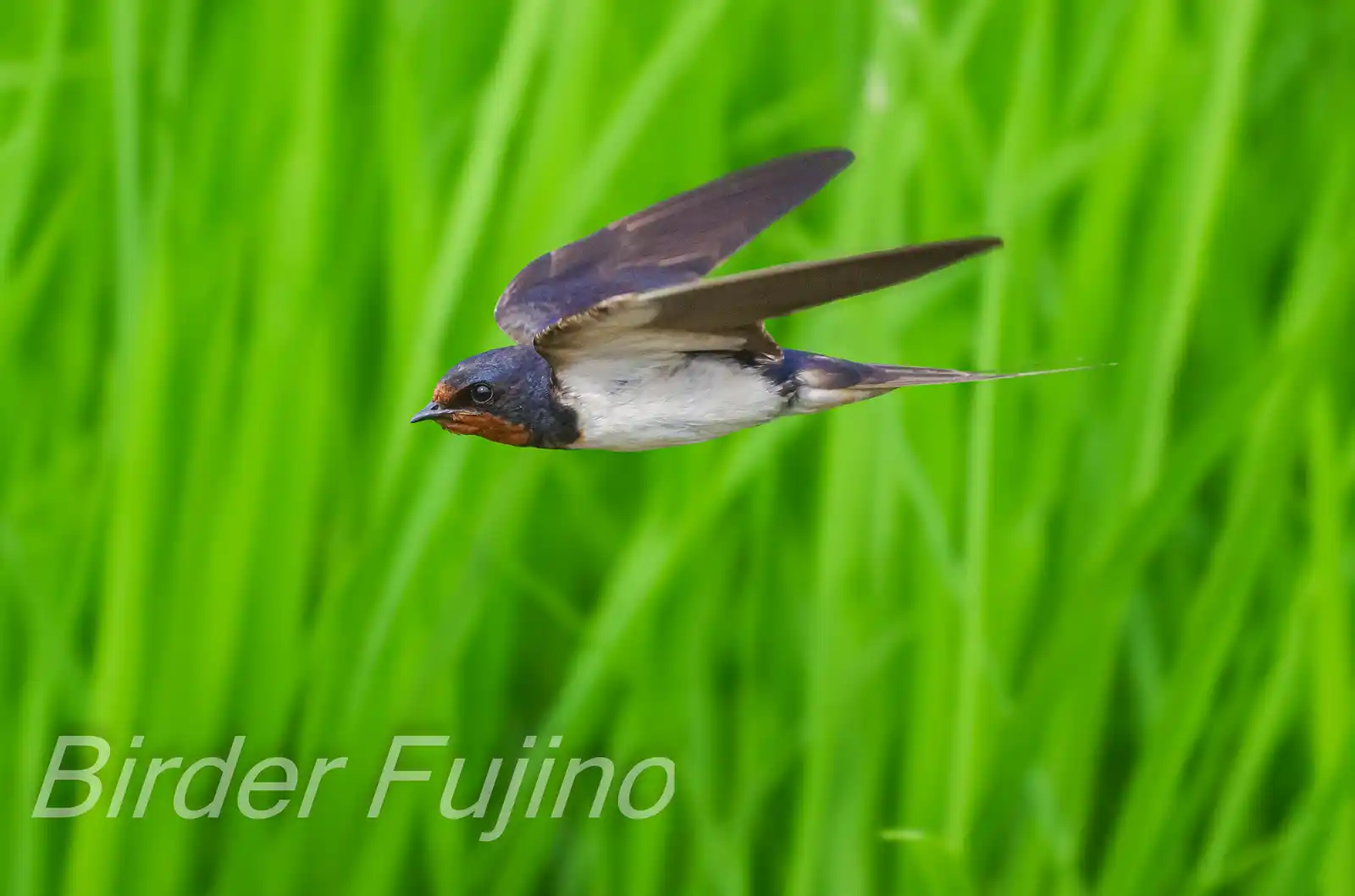 野鳥・ツバメの写真画像