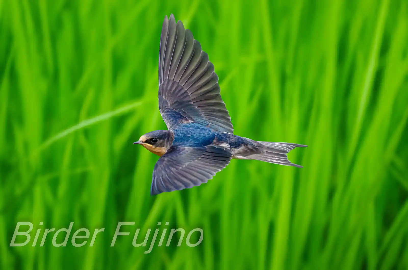 野鳥・ツバメの写真画像
