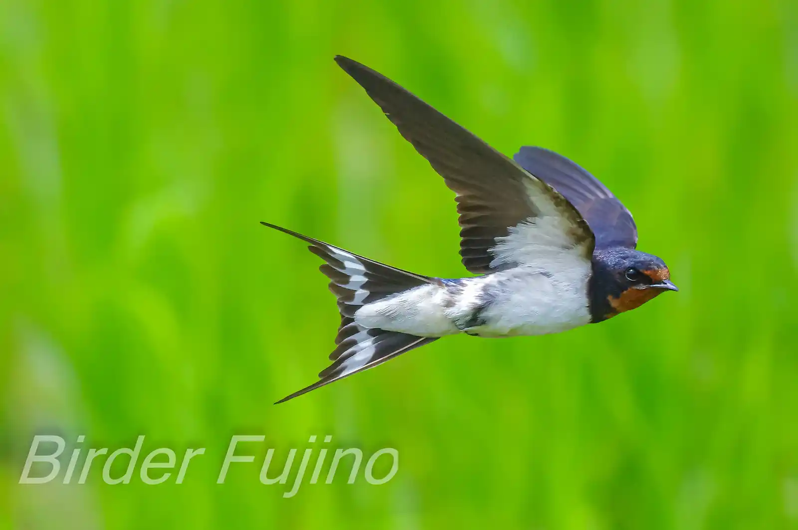 野鳥・ツバメの写真画像